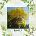 75 Semillas Orgánicas De Árbol Chicalá - Fresno