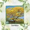 75 Semillas Orgánicas De Árbol Chicalá - Fresno