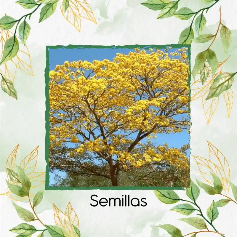 75 Semillas Orgánicas De Árbol Chicalá - Fresno