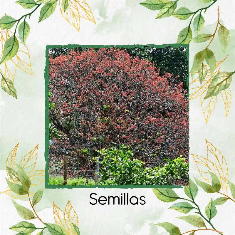 8 Semillas Orgánicas De Chochos De Árbol
