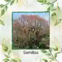 8 Semillas Orgánicas De Chochos De Árbol