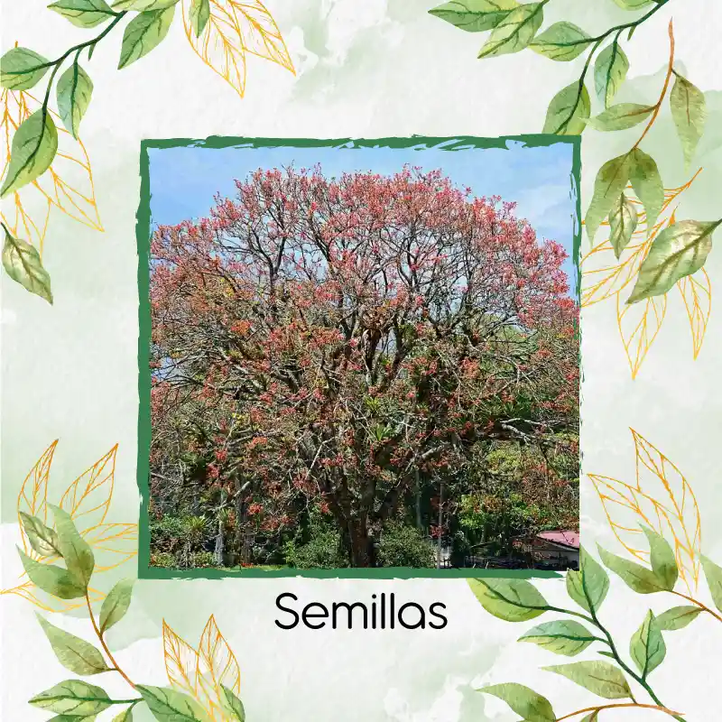 8 Semillas Orgánicas De Chochos De Árbol