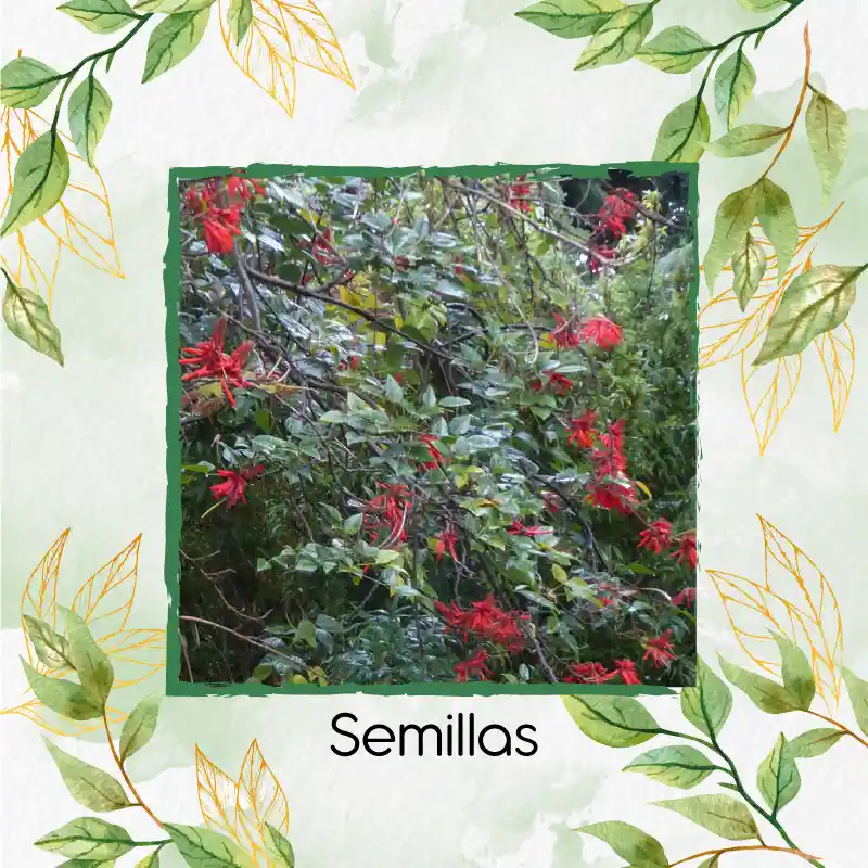 8 Semillas Orgánicas De Chochos De Árbol
