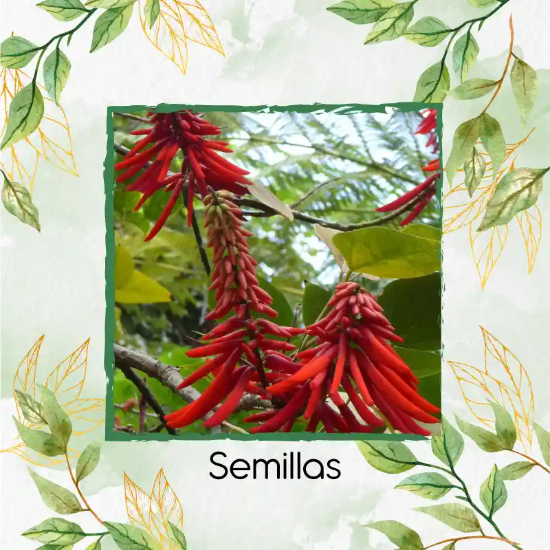 15 Semillas Orgánicas De Chochos De Árbol