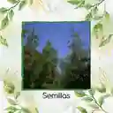 25 Semillas Orgánicas De Árbol Ciprés