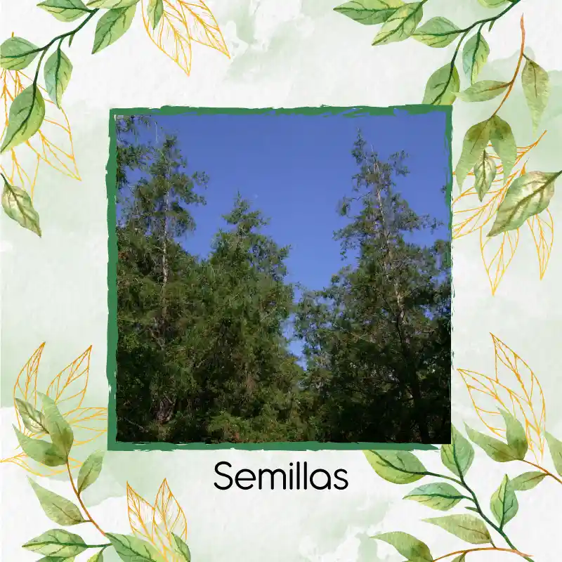 25 Semillas Orgánicas De Árbol Ciprés