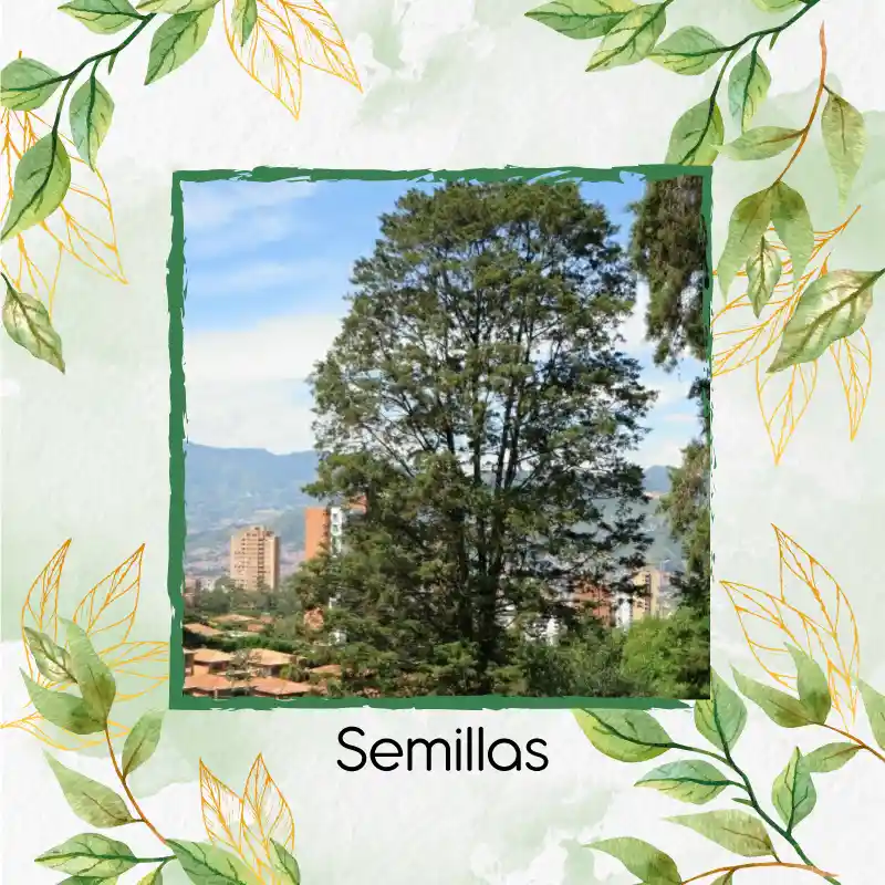 25 Semillas Orgánicas De Árbol Ciprés