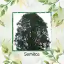 25 Semillas Orgánicas De Árbol Ciprés