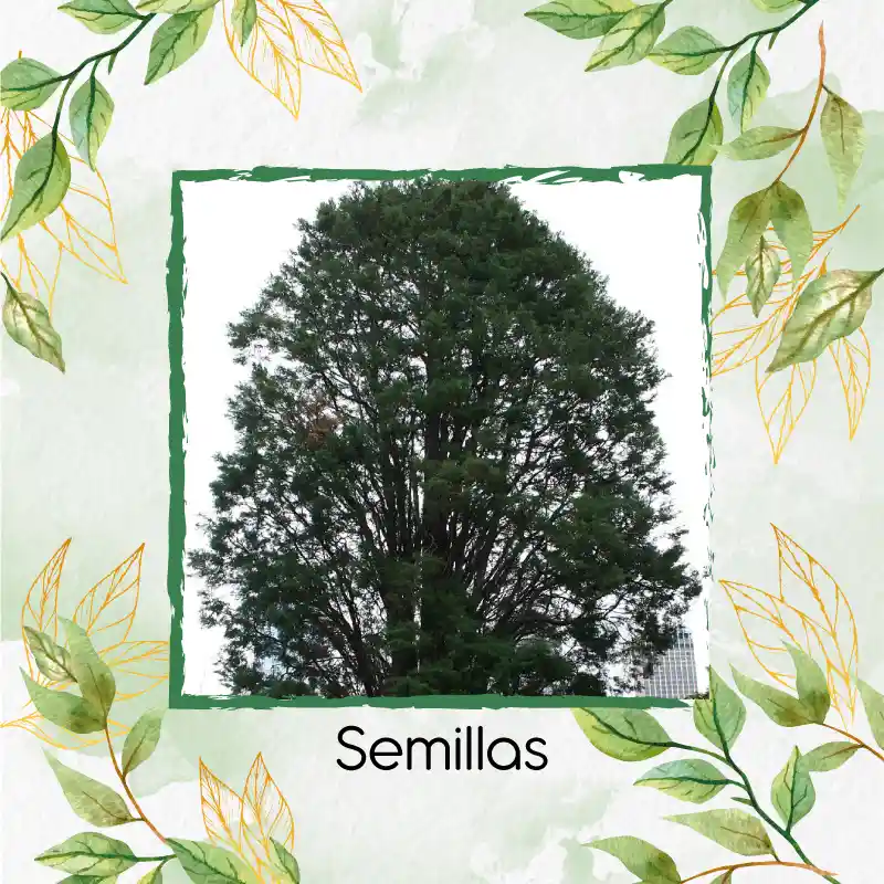 50 Semillas Orgánicas De Árbol Ciprés