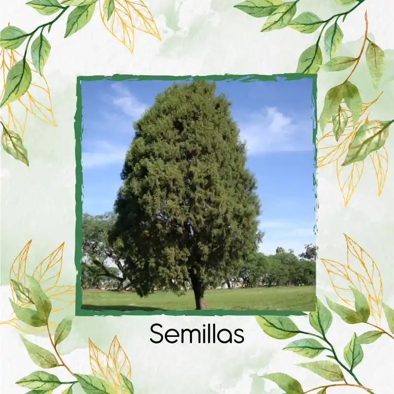 500 Semillas Orgánicas De Árbol Ciprés