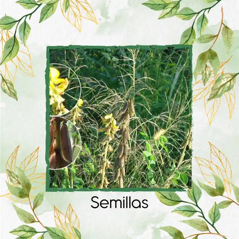 320 Semillas Orgánicas De Crotalaria