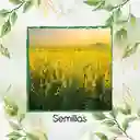 320 Semillas Orgánicas De Crotalaria