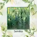 320 Semillas Orgánicas De Crotalaria