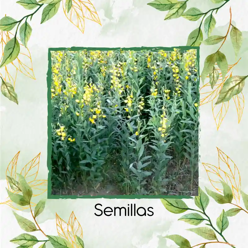 640 Semillas Orgánicas De Crotalaria