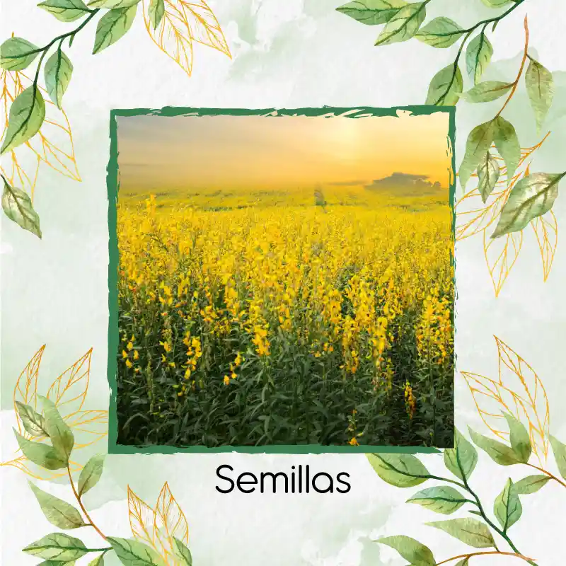 640 Semillas Orgánicas De Crotalaria