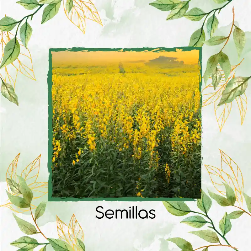 640 Semillas Orgánicas De Crotalaria