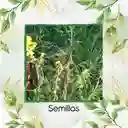 1.600 Semillas Orgánicas De Crotalaria