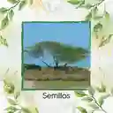 35 Semillas Orgánicas De Árbol Cuji Trupillo