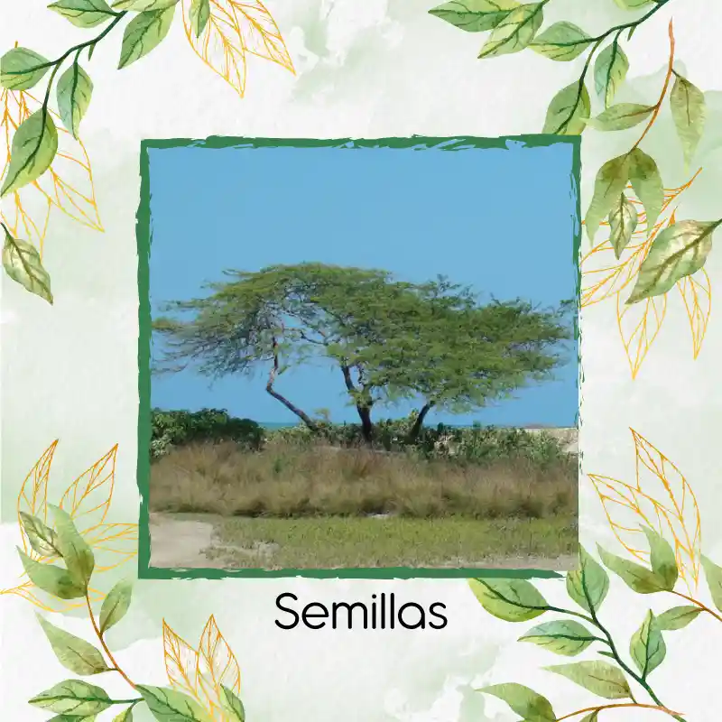 35 Semillas Orgánicas De Árbol Cuji Trupillo