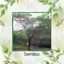 35 Semillas Orgánicas De Árbol Cuji Trupillo