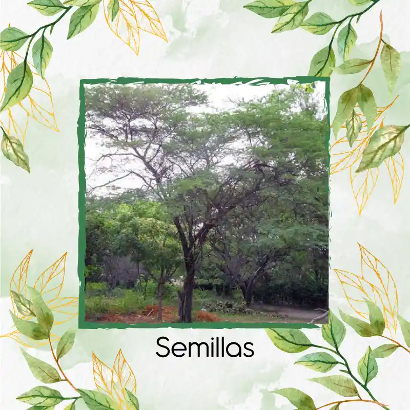 35 Semillas Orgánicas De Árbol Cuji Trupillo