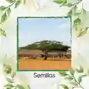 35 Semillas Orgánicas De Árbol Cuji Trupillo