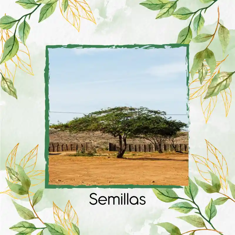 35 Semillas Orgánicas De Árbol Cuji Trupillo