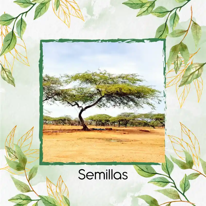 35 Semillas Orgánicas De Árbol Cuji Trupillo