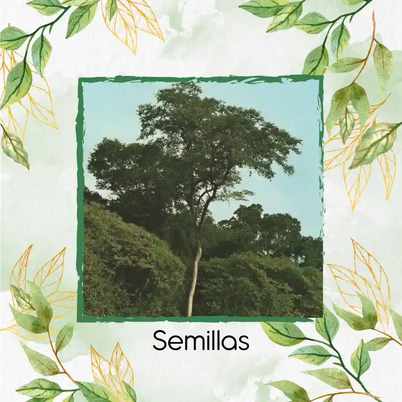 100 Semillas Orgánicas De Árbol Dinde Mora