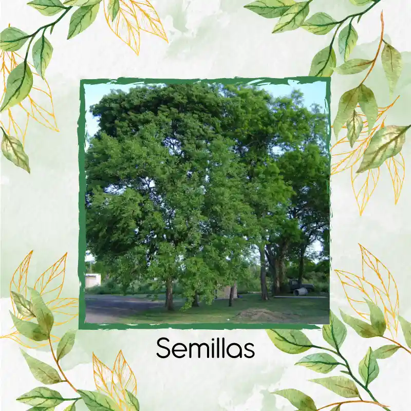 100 Semillas Orgánicas De Árbol Dinde Mora