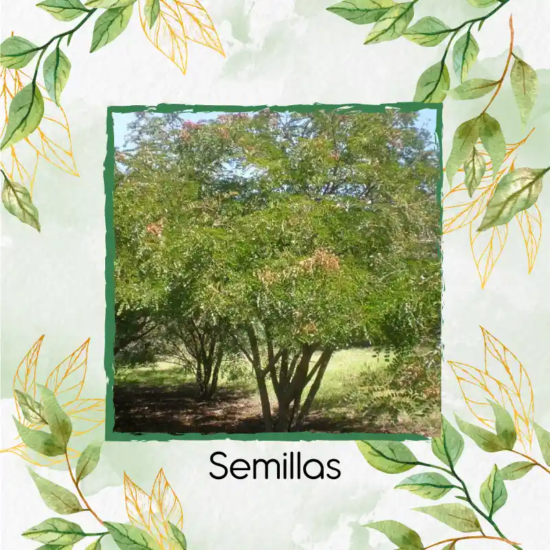 150 Semillas Orgánicas De Árbol Dividivi