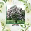 100 Semillas Orgánicas De Árbol Embrujo De La India