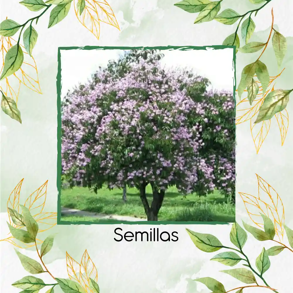 100 Semillas Orgánicas De Árbol Embrujo De La India