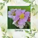 100 Semillas Orgánicas De Árbol Embrujo De La India