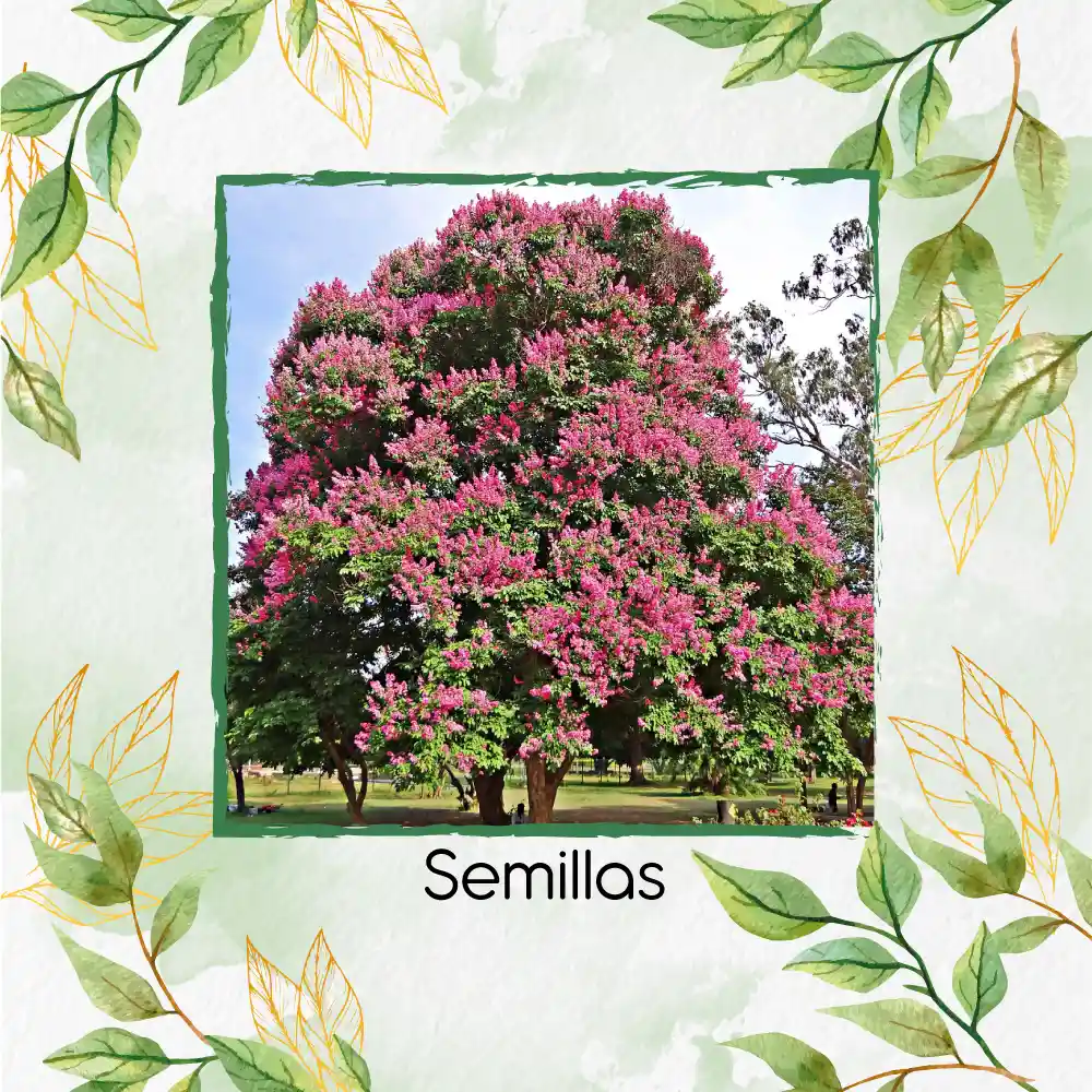 100 Semillas Orgánicas De Árbol Embrujo De La India