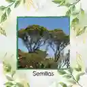 150 Semillas Orgánicas De Árbol Encenillo