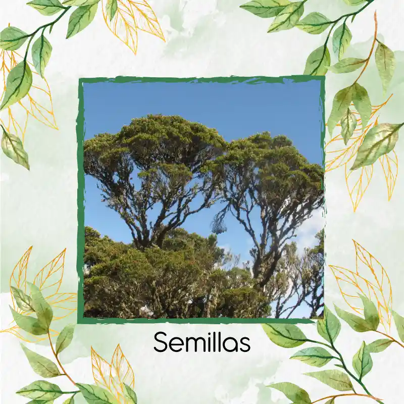 150 Semillas Orgánicas De Árbol Encenillo