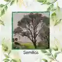 150 Semillas Orgánicas De Árbol Encenillo