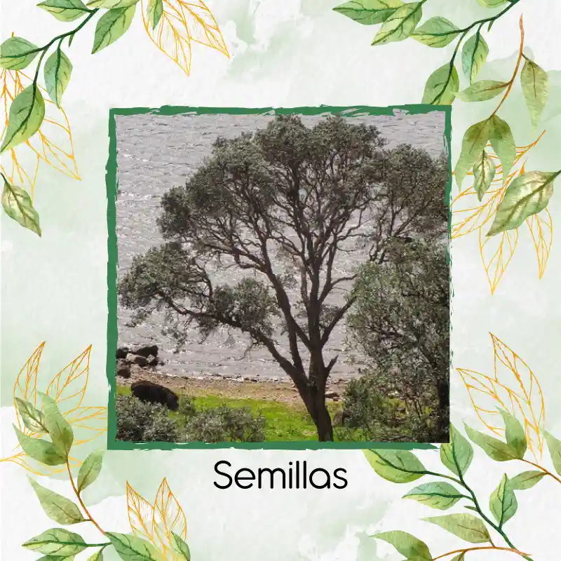 150 Semillas Orgánicas De Árbol Encenillo