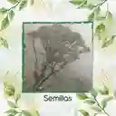 150 Semillas Orgánicas De Árbol Encenillo