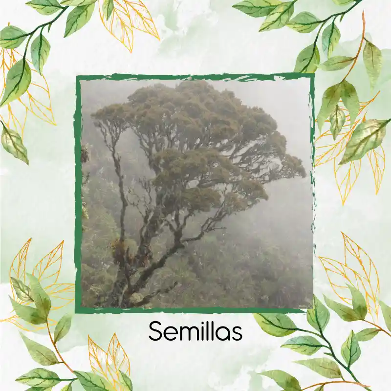 150 Semillas Orgánicas De Árbol Encenillo