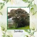 150 Semillas Orgánicas De Árbol Encenillo