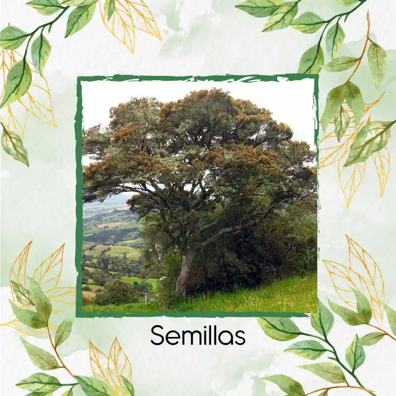 150 Semillas Orgánicas De Árbol Encenillo