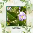 140 Semillas Orgánicas De Espino