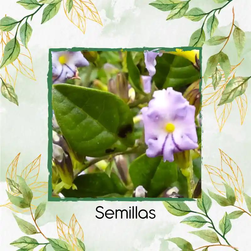 140 Semillas Orgánicas De Espino