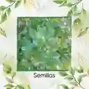 140 Semillas Orgánicas De Espino