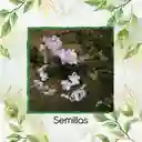 140 Semillas Orgánicas De Espino