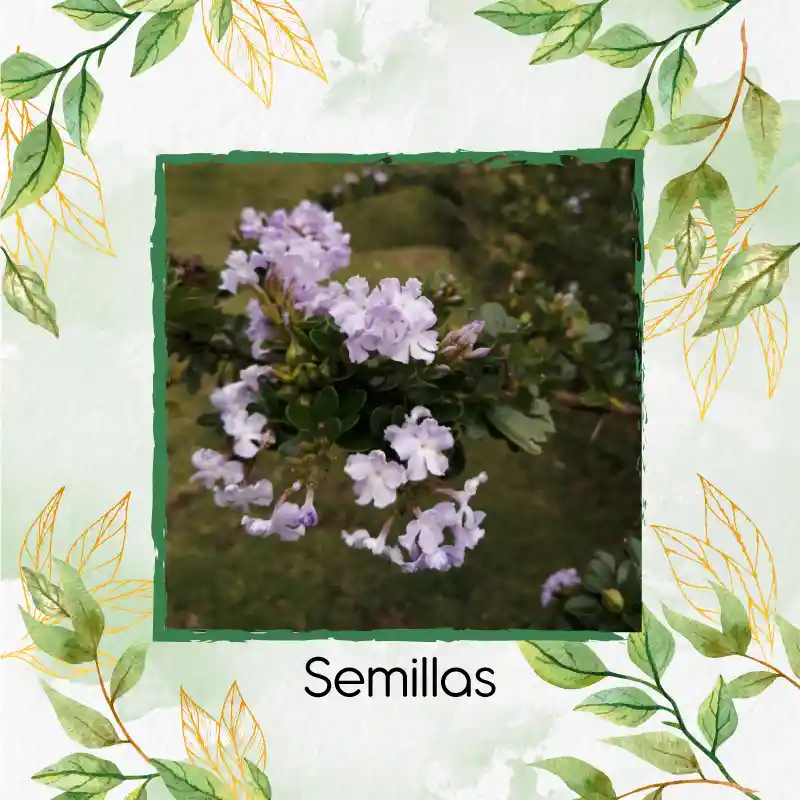 140 Semillas Orgánicas De Espino