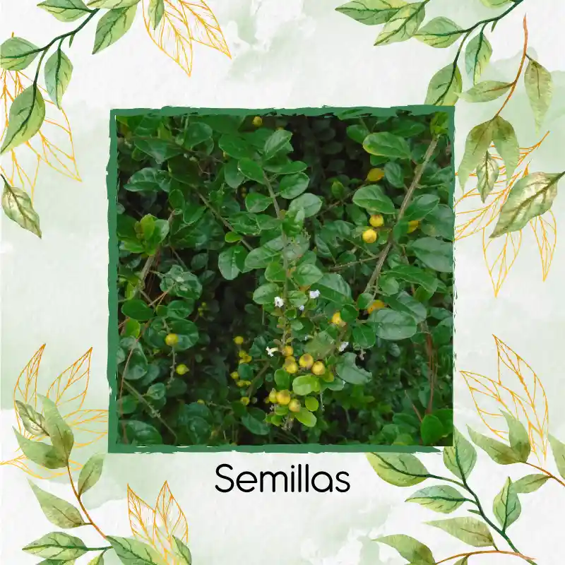 140 Semillas Orgánicas De Espino