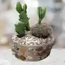 Terrario De Cactus